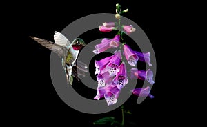 Anna`s Hummingbird with flowers of purple foxglove