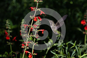 Anna`s Hummingbird, mid flight, near red flowers.