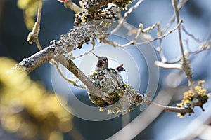 Annas Hummingbird breeding