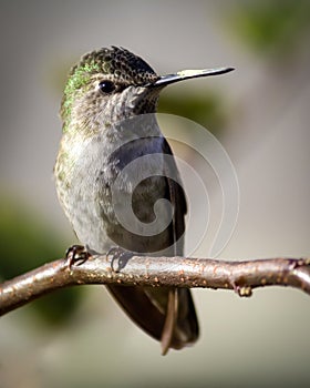 Anna's Hummingbird