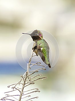 Anna's hummingbird