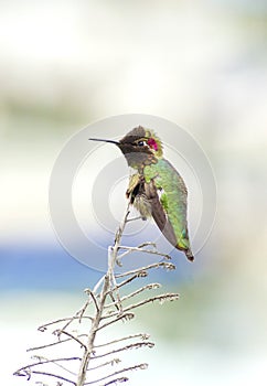 Anna's hummingbird