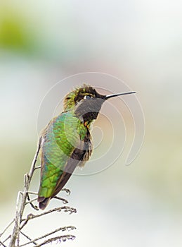 Anna's hummingbird