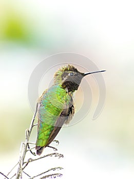 Anna's hummingbird