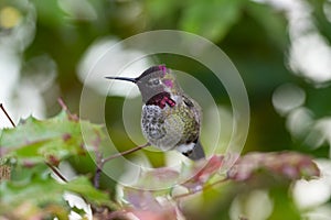 Anna`s hummingbird relaxing on branch