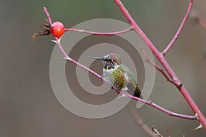 Anna`s hummingbird relaxing on tree branch