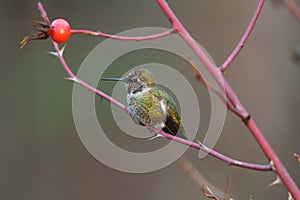 Anna`s hummingbird relaxing on tree branch