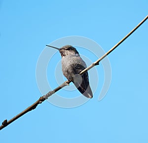 Anna`s hummingbird relaxing on tree branch