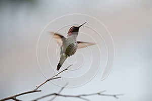 Anna`s hummingbird relaxing on tree branch