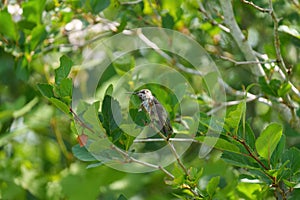 Anna s hummingbird resting on branch