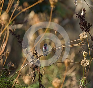 Anna s hummingbird resting on branch