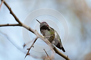 Anna\'s hummingbird resting on branch