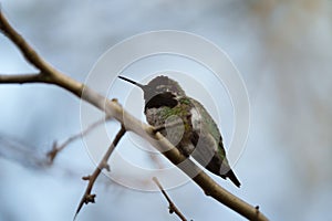 Anna\'s hummingbird resting on branch