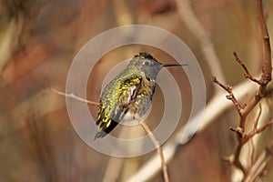 Anna\'s hummingbird resting on branch