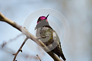 Anna\'s hummingbird resting on branch