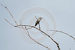Anna s hummingbird resting on branch photo