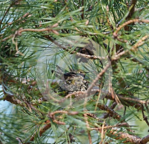 Anna\'s Hummingbird resting in his nest