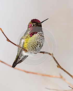 Anna`s Hummingbird resting on a twig in winter with colorful head