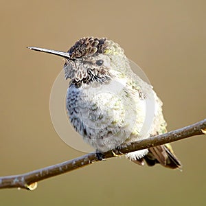 Anna`s Hummingbird sitting on a branch looking pretty