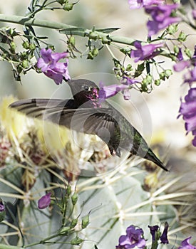 Anna's Hummingbird photo