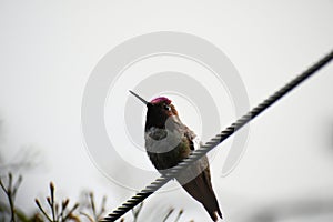 Anna`s Hummingbird on a Wire