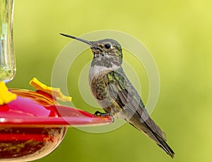 Anna`s Hummingbird photo