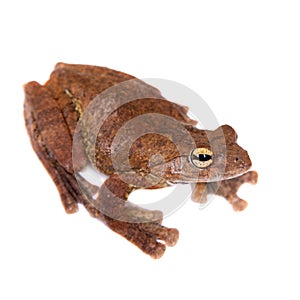 Annam flying frog, Rhacophorus annamensis, on white