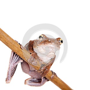 Annam flying frog, Rhacophorus annamensis, on white