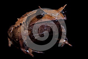 Annam spadefoot toad on black