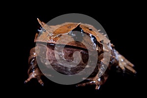 Annam spadefoot toad on black