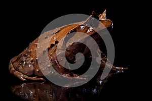 Annam spadefoot toad on black