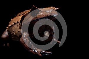 Annam spadefoot toad on black