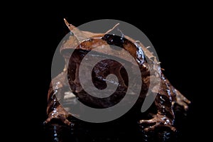 Annam spadefoot toad on black