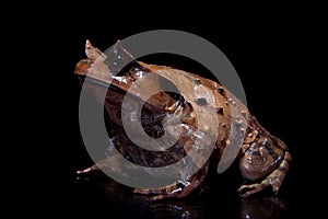 Annam spadefoot toad on black