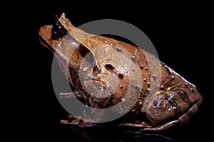 Annam spadefoot toad on black