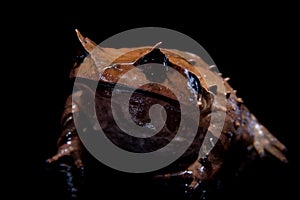 Annam spadefoot toad on black