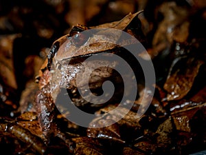 Annam spadefoot toad sitting on brown leaves