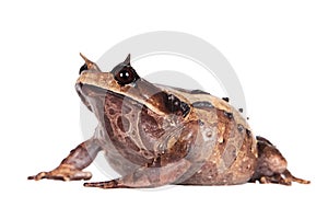 Annam spadefoot toad on white