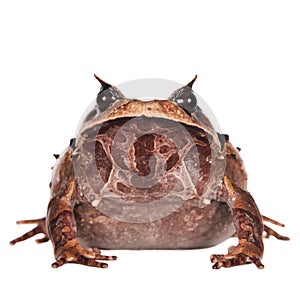 Annam spadefoot toad on white