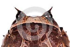 Annam spadefoot toad on white