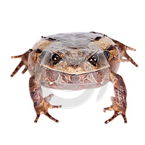 Annam spadefoot toad on white