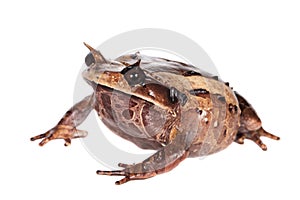 Annam spadefoot toad on white
