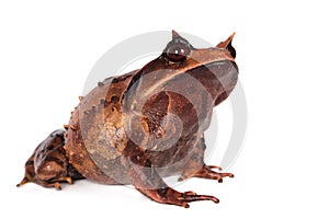 Annam spadefoot toad on white