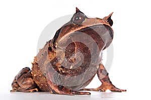 Annam spadefoot toad on white