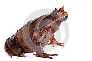 Annam spadefoot toad on white