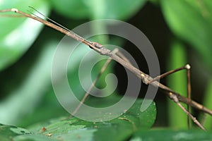 Annam walking stick