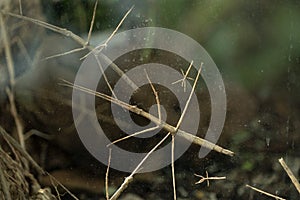 Annan stick insect close up