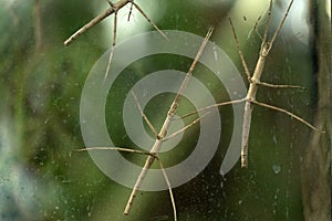 Annan stick insect close up