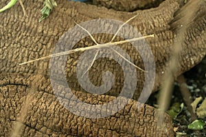 Annan stick insect close up