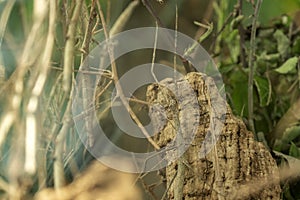 Annan stick insect close up